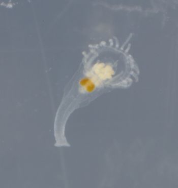 Media type: image;   Invertebrate Zoology 74256